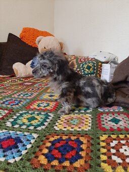 Shih-poo harlekyn - 13