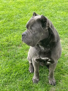 Cane corso krytie - 13