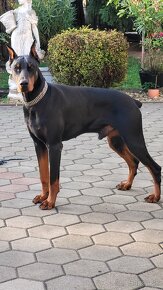 DOBERMAN ŠTENIATKA S FCI PP - 13