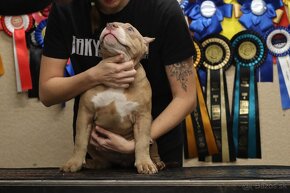 American Bully - 13