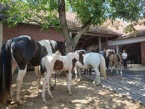 Výjimečný PAINT Horse klisnička, homozygot, 7 panel NN - 13