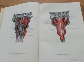 F.Kiss, J.Szentágothai - Atlas anatómie človeka 3 časti - 13