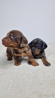 Jazvečík hladkosrstý ČOKO-MERLE / BLUE - MERLE / ČOKO - 13