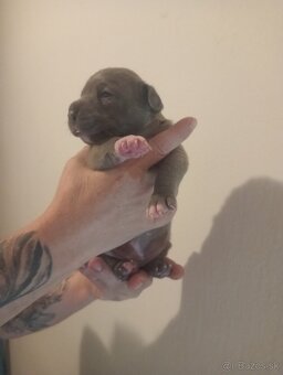 American Bully  Rezervacia - 13