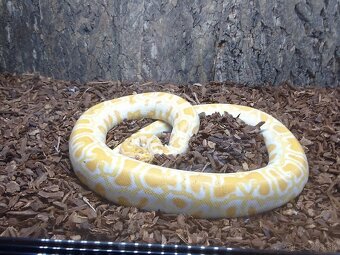 PREDÁM PYTHON MOLURUS BIVITTATUS ALBINO CARAMEL - 13