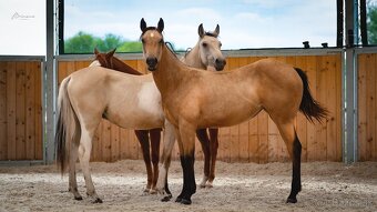 Dvouletá buckskin Quarter Horse klisna, nominace na Futurity - 13