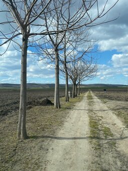 Paulownia- vysadte si svoj vlastný les - 13