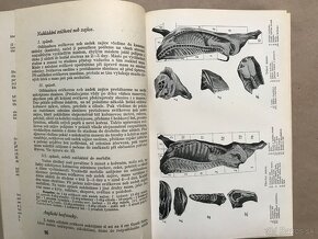 Naša kuchárka, Marie J. Sandtnerová, Koláče a torty, 100 naj - 13