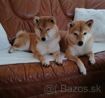 Shiba inu - 13