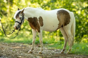 Pony kobylka 122 cm - 13