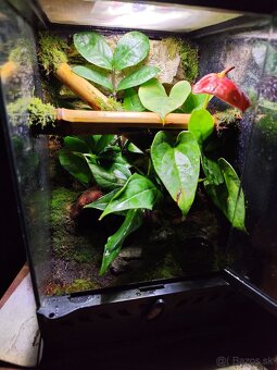 Terarium Exo terra - 13