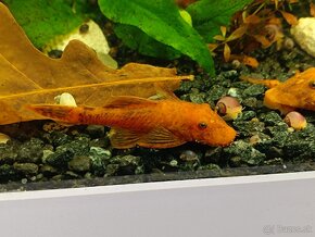 Červený Prisavník Super Red mladé 1,5cm - 13