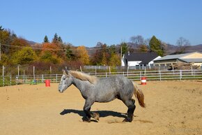 Žrebec na predaj - Percheron - 13