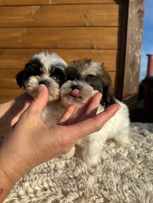 Teacup Maltipoo / doodle/ - 13