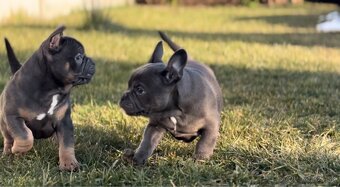 American Bully micro - 13