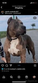 American bully xl - 13