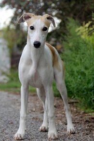 Vipet / Whippet - 13