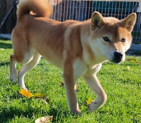 Shiba inu fenka s PP - 13