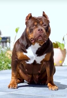 Fena American Bully XL - 13