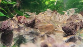 Krevetky Caridina Multidentata (Amano, Japonica) - 13