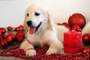 Zlatý retriever/ Golden retriever - 13