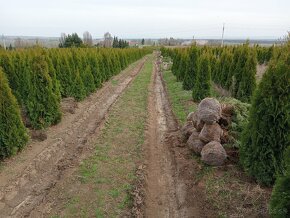 Tuja Smaragd, vavrínovec, červienka - Košice, Prešov, - 13