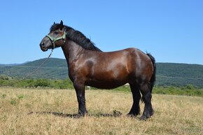 Kobyla na predaj - Švédsky Ardén - 13