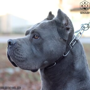 Dynasty Warriors Cane Corso - 13