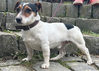 Jack russel terier - 13