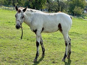 Ročná Appaloosa kobylka - 13