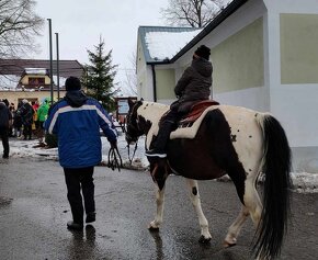 Kvalitní Paint Horse klisna, 7 panel NN, homozygot - 13