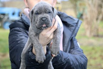 Šteniatka Cane Corso - 13