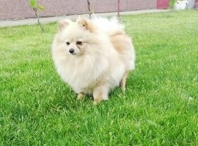 Nemecký špic/pomeranian - 13