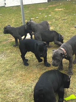 Šteniatka Cane Corso - 13