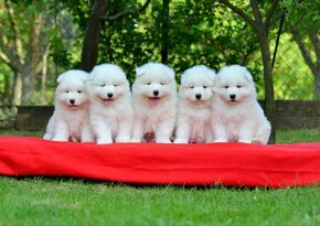 Samojed s PP LA TORRE ROJA - 13