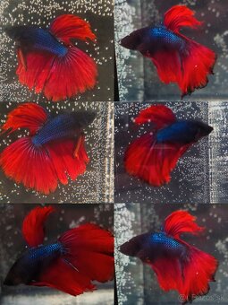 Betta Splendens - Bojovnica Pestrá. - 13