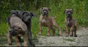 Cane Corso s PP (FCI) - 13