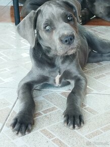 Cane Corso - 13