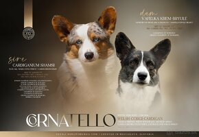 Welsh corgi cardigan steniata. - 13