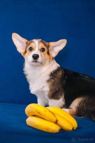 Welsh Corgi Pembroke - 13