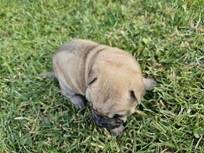 Shar-pei šteniatká - 13