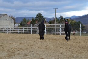 Kobyly na predaj - Percheron - 13