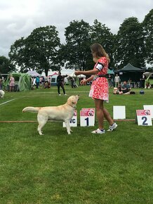 Krásne čistokrvné šteňa labradorského retrievera s rodokmeňo - 13