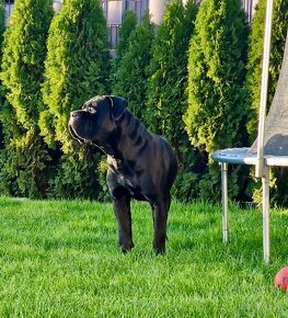 Cane Corso FCI Errant of North - 13