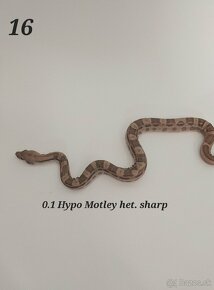 Boa constrictor, Python regius adult/CB7/24, Doprava/Faunia - 13