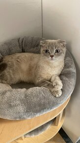 Škótska klapouchá mačka scottish fold-straight mačiatka - 13