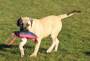 boerboel Ballotada - 2 krásné feny -6měsíců - 13