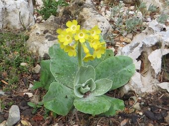 Androsace sempervivoides a iné skalničky - 13