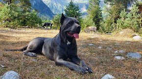 Cane Corso s PP - 13