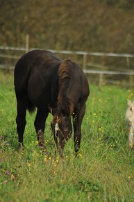 Black Appaloosa colt - 13